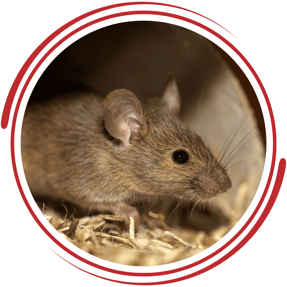 Mouse pest control service for residential and commercial properties.